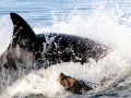 Killer Whale
