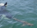 Killer Whale