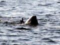 Killer Whale