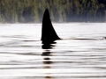 Killer Whale