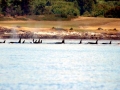 Killer Whale