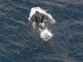 Killer Whale