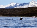 Killer Whale