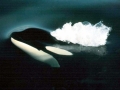 Killer Whale