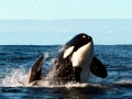 Killer Whale