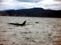 Killer Whale