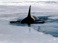 Killer Whale