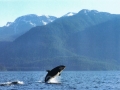 Killer Whale