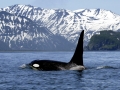 Killer Whale