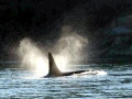 Killer Whale
