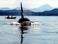 Killer Whale