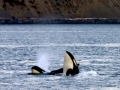 Killer Whale