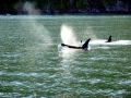 Killer Whale