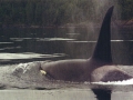 Killer Whale