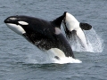 Killer Whale