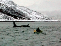 Killer Whale