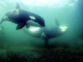 Killer Whale