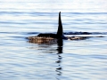 Killer Whale