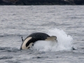 Killer Whale