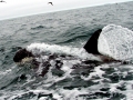 Killer Whale