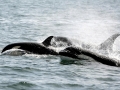 Killer Whale