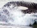 Killer Whale