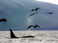 Killer Whale