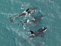Killer Whale