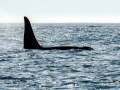 Killer Whale