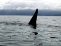 Killer Whale