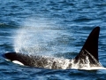 Killer Whale