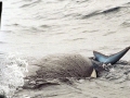 Killer Whale