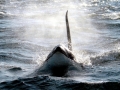 Killer Whale