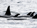 Killer Whale