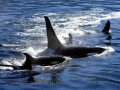 Killer Whale
