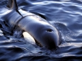 Killer Whale