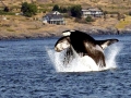 Killer Whale