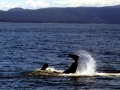 Killer Whale