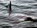 Killer Whale