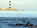 Killer Whale