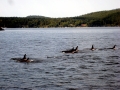Killer Whale