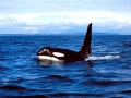 Killer Whale