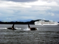 Killer Whale