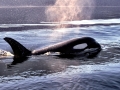 Killer Whale