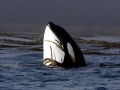 Killer Whale