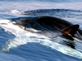 Killer Whale