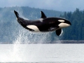 Killer Whale