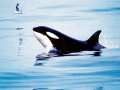 Killer Whale