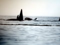 Killer Whale