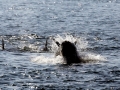 Killer Whale